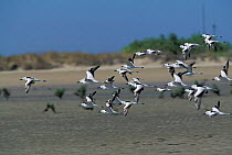 Crab plovers in flight {Dromas ardeola} Gulf of Kutch, Gujarat, India