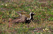 American golden plover display {Pluvialis dominica} Nome, Alask