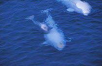Beluga / White whale with calf {Delphinapterus leucas} Canadian arctic, summer