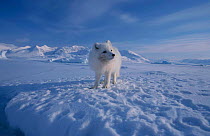Arctic fox on sea ice {Vulpes lagopus} Svalbard Norway winte