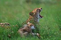 Mother Cheetah 3m-old cub {Acinonyx jubatus} Phinda Resource Reserve South Africa