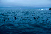 Wilsons storm petrels feeding on water {Oceanites oceanicus} Antarctica