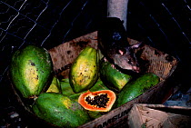 Giant pouched rat raiding fruit store {Cricetomys} Epulu Ituri Rainforest Reserve DR of Congo
