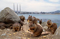 California ground squirrels feeding {Spermophilus beecheyi} Morro Bay, California
