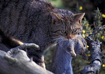 Wild cat with rabbit prey {Felis silvestris grampia}