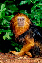 Golden headed lion tamarin {Leontopithecus chrysomelas} captove, occurs Brazil