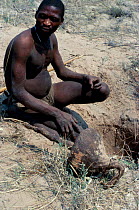 Kalahari bushman sitting by tuber dug from ground Kalahari desert South Africa
