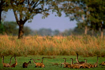 Southern coati feeding {Nasua nasua} Pantanal wetlands Brazil