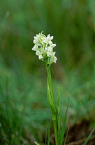 Yellow early marsh orchid {Dactylorhiza incarnata ochroleuca} UK