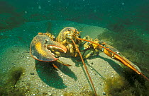 American lobster {Homarus americanus} Bay of Fundy Canada