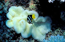 Bleached Carpet sea anemone {Stichodactyla mertensii} Anemone fish. Maldives