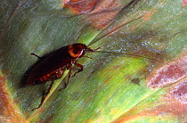 American cockroach {Periplaneta americana cosmopolitan}