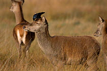 Jackdaw {Corvus monedula} removes Tick from Red deer {Cervus elaphus} Richmond P UK