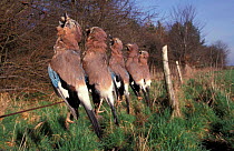Dead Jays hanging on barbed wire fence {Garrulus glandarius} UK