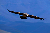 Lammergeier / bearded vulture flying {Gypaetus barbatus} juvenile Giants castle S Africa