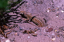 Female Sand lizard excavating nest burrow {Lacerta agilis} Purbeck Dorset UK