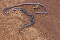 Giant African earthworm {Microchaetus sp} Mt Zebra NP, South Africa