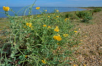 Yellow horned poppy on beach {Glaucium flavum} Norfolk UK