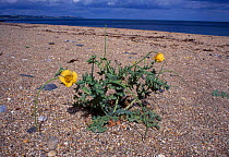 Yellow horned poppy on beach {Glaucium flavum} Devon UK