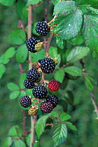 Blackberries - fruit {Rubus fruticosus} Bramble Gloucestershire, UK