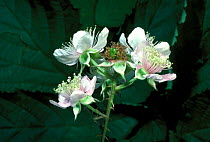 Bramble flowers {Rubus fruticosus} Scotland, UK