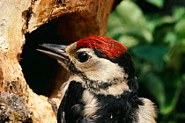 Great spotted woodpecker at nest hole. Devon, UK {Dendrocopus major}