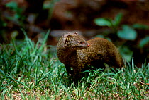 Sler mongoose {Herpestes sanguineus} Mt Kenya Kenya