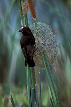 Male Grosbeak weaver making nest {Amblyospiza albifrons} Ngorongoro Highlands Tanzania