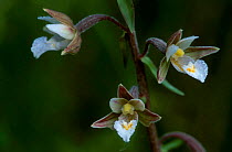 Marsh helleborine flowers {Epipactis palustris} Belgium