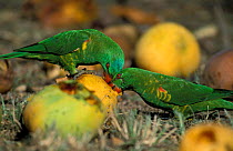Scaly breasted lorikeets feed on mangoes {Trichoglossus chlorolepidotus} Australia