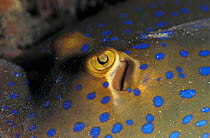 Close up of Ribbontail ray skin {Taeniura lymna} Indo Pacific