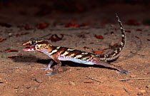 Big headed gecko licking eye {Paroedura pictus} Kirindy Forest, Madagascar