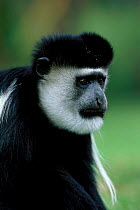 Male Black and white colobus monkey {Colobus guereza} Lake Naivasha Kenya East Africa