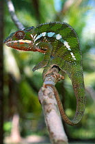 Male Panther chameleon portrait {Chamaeleo pardelis} Nosy Mangabe, NE Madagascar