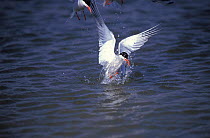 Common tern fishing {Sterna hirundo} Long Island, NY, USA