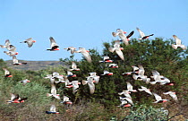 Galah flock in flight {Eolophus roseicapilla} Cape Range NP, Western Australia