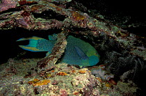 Princess parrotfish sleeping {Scarus taeniopterus} Caribbean