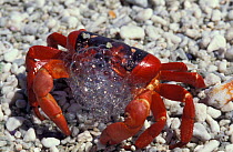 Stressed Christmas Island red crab bubbling {Gecarcoidea natalis} Indian Ocean,