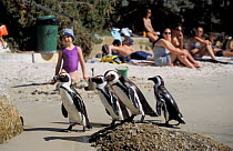 Black footed penguins on beach {Speniscus demersus} Boulders Beach, South Africa aka Jackass