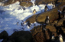Black footed / Jackass penguins leaving sea {Speniscus demersus} Boulders Beach, S. Africa