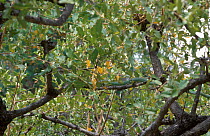 Boomslang male snake in tree {Dispholidus ypus} N Province South Africa
