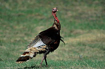 Wild Turkey male {Meleagris gallopavo} Arizona USA