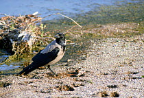 Hooded crow {Corvus corone cornix} Scotland, UK
