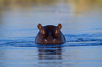 Hippopotamus submerged in water {Hippopotamus amphibius} Moremi Wildlife Reserve Bostwana Africa
