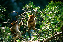 Barbary ape young {Macaca sylvanus} Gibraltar