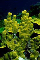 Close up of Jewel tip coral {Porites antennuata} Great Barrier Reef Australia