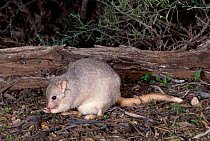 Burrowing bettong {Bettongia lesueur} Australia restricted to three islands off W Australia