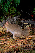 Tasmanian bettong young {Bettongia gaimardi} Tasmania Australia
