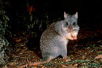 Rufous rat kangaroo / bettong {Aepyprymnus rufescens} E Australia dry open grassy