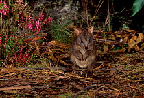 Rufous bellied pademelion joey just out of pouch. Tasmania {Thylogale billardierri}